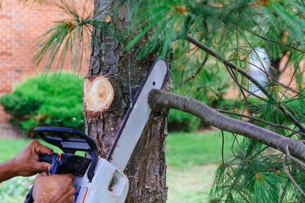 Best Tree Maintenance Programs  in Braddock Hills, PA